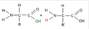 Biomolecules, Enzymes, Digestive System